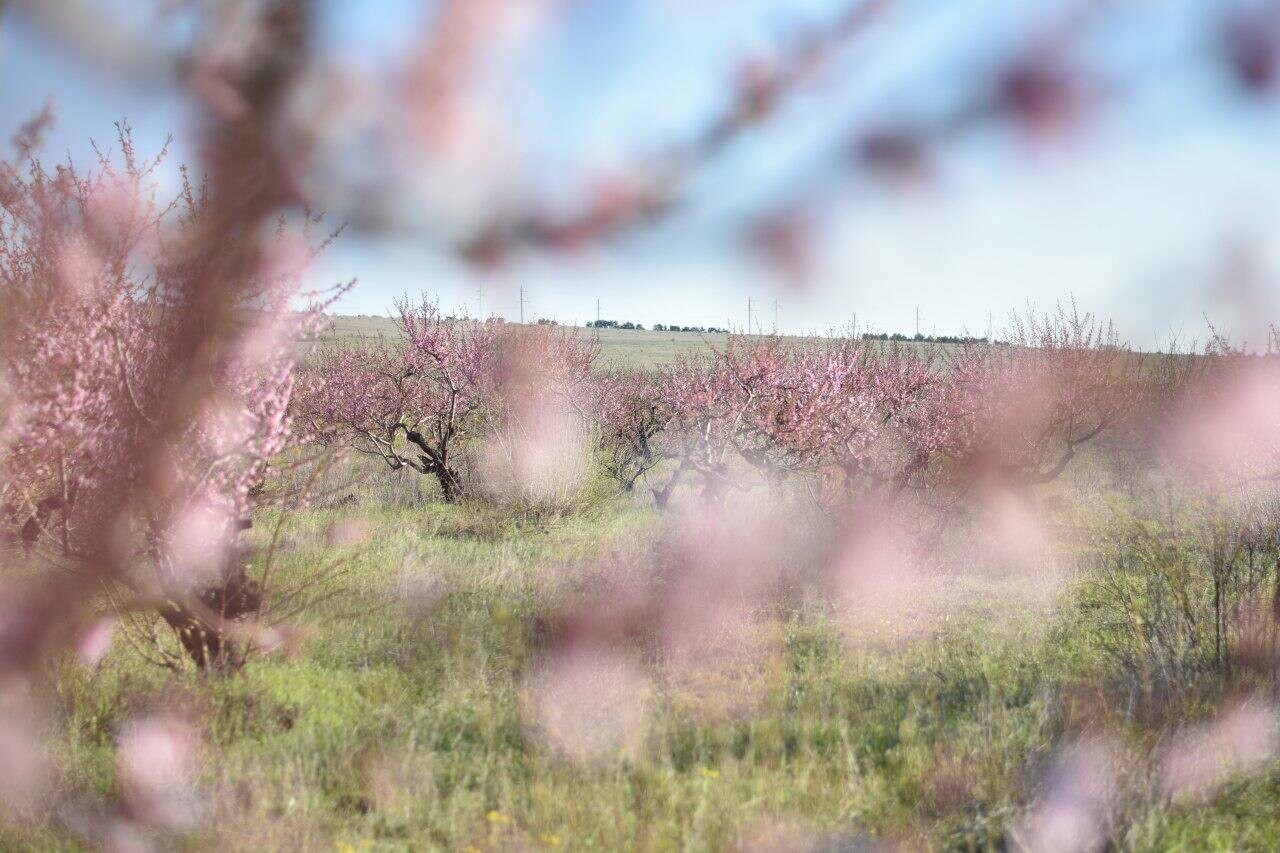 Терновка Крым персиковый сад