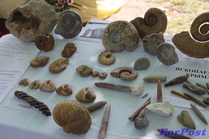 Экспонаты коллекции Пологова_ Им - миллионы лет